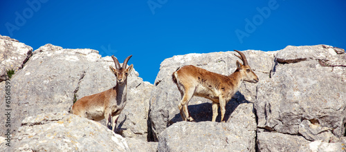 Mountain goat in Torcal, Antequera, Malaga province- Spain