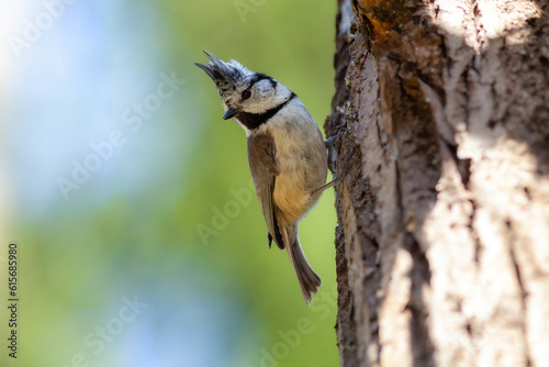 Lophophanes cristatus