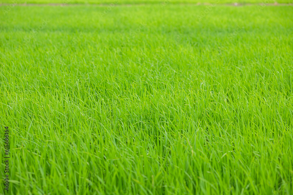 Beautiful Green young rice in the field Natural landscape Thailand Beautiful Green young rice in the field Natural landscape Thailand