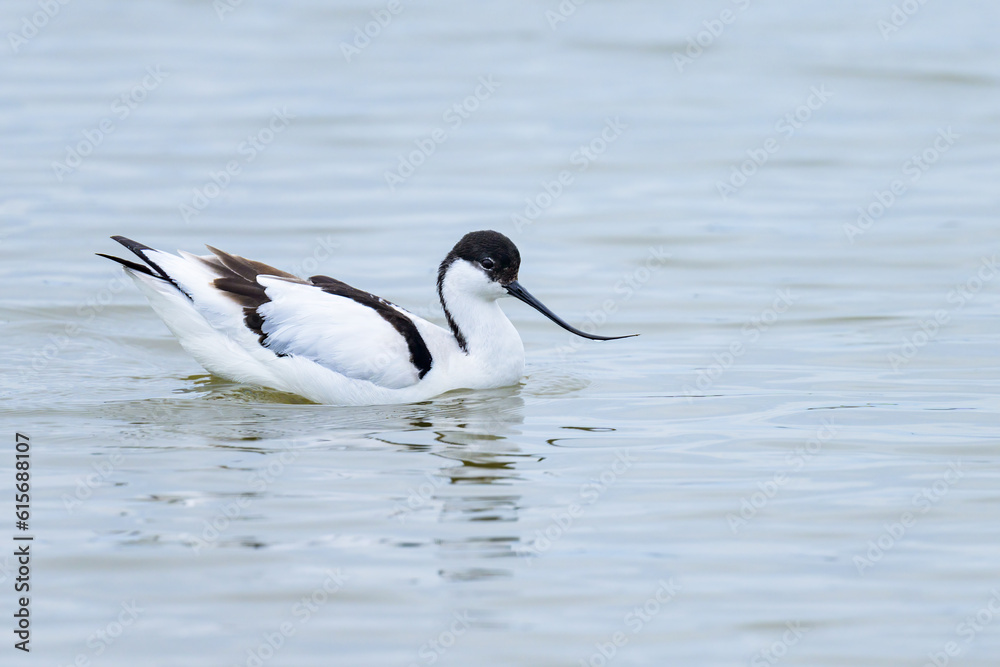 A Pied Avocet walking in shallow water A Pied Avocet walking in shallow water