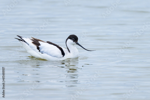 A Pied Avocet walking in shallow water