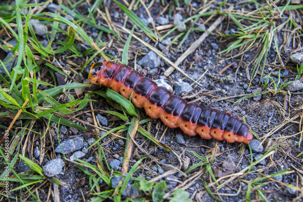 The big red catterpillar of Goat Moth (Cossus cossus) crawling on grass ground The big red catterpillar of Goat Moth (Cossus cossus) crawling on grass ground