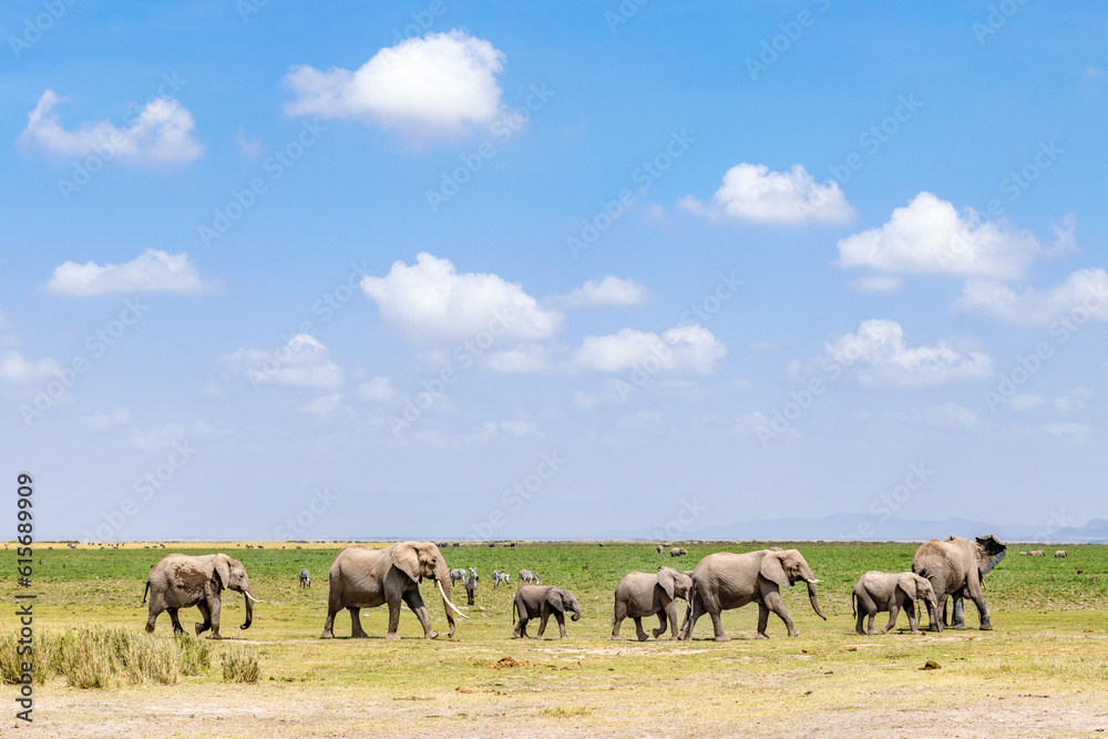 Herd of elephants in Amboseli National Park, Kenya Herd of elephants in Amboseli National Park, Kenya