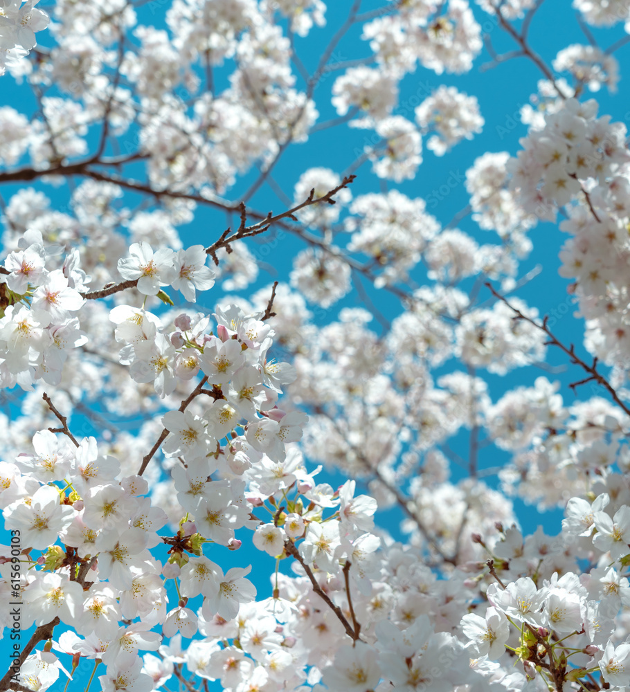 Cherry blossom in full bloom with blue sky Cherry blossom in full bloom with blue sky