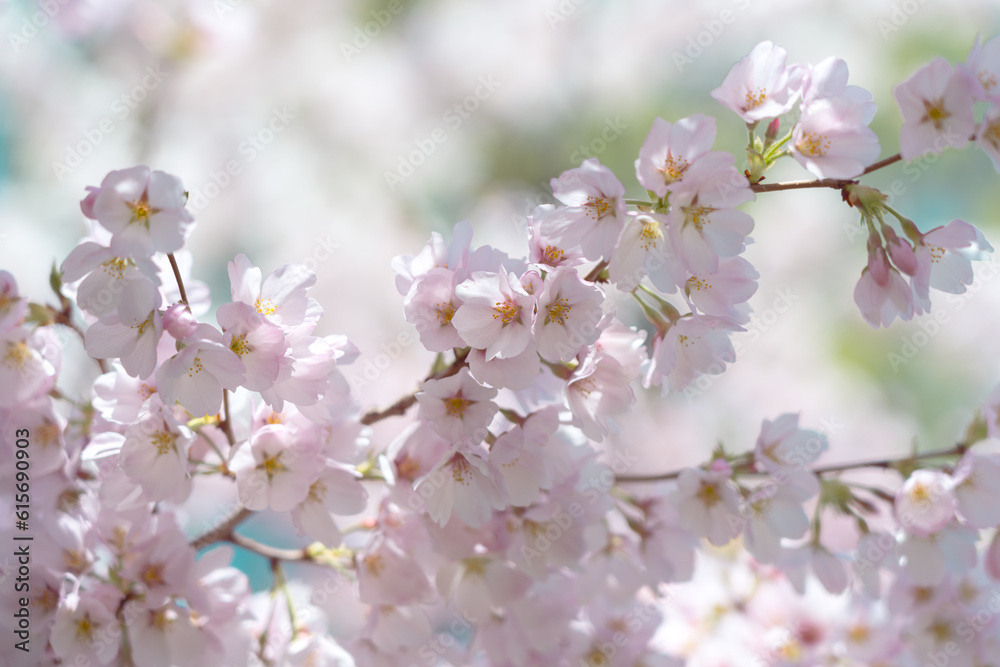 Cherry blossom in full bloom with blue sky Cherry blossom in full bloom with blue sky
