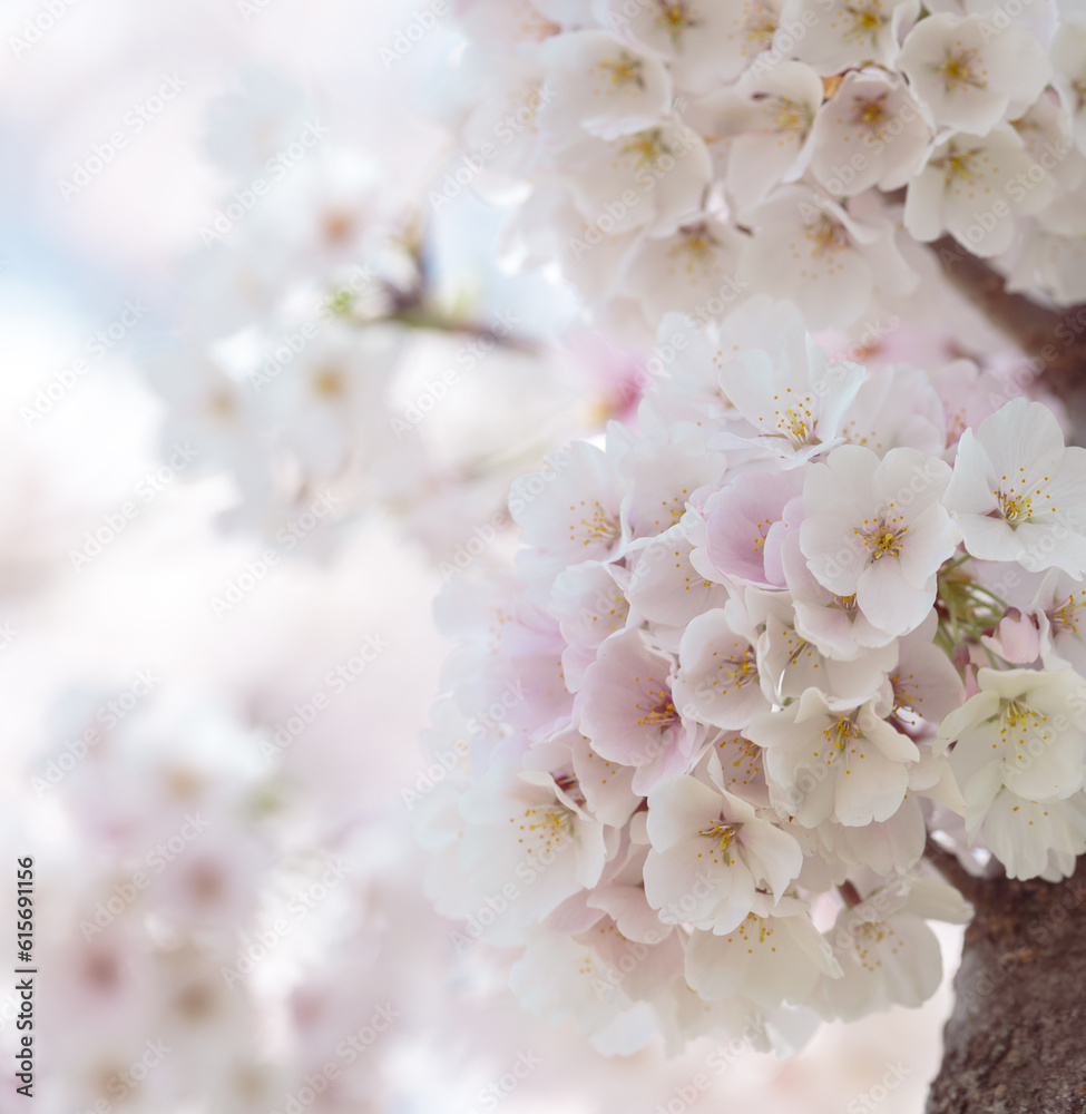 Cherry blossom in full bloom with blue sky