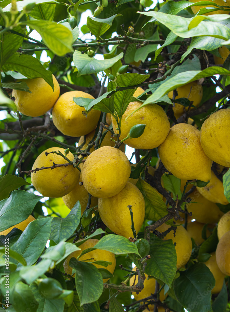 yellow lemons on a tree branch.