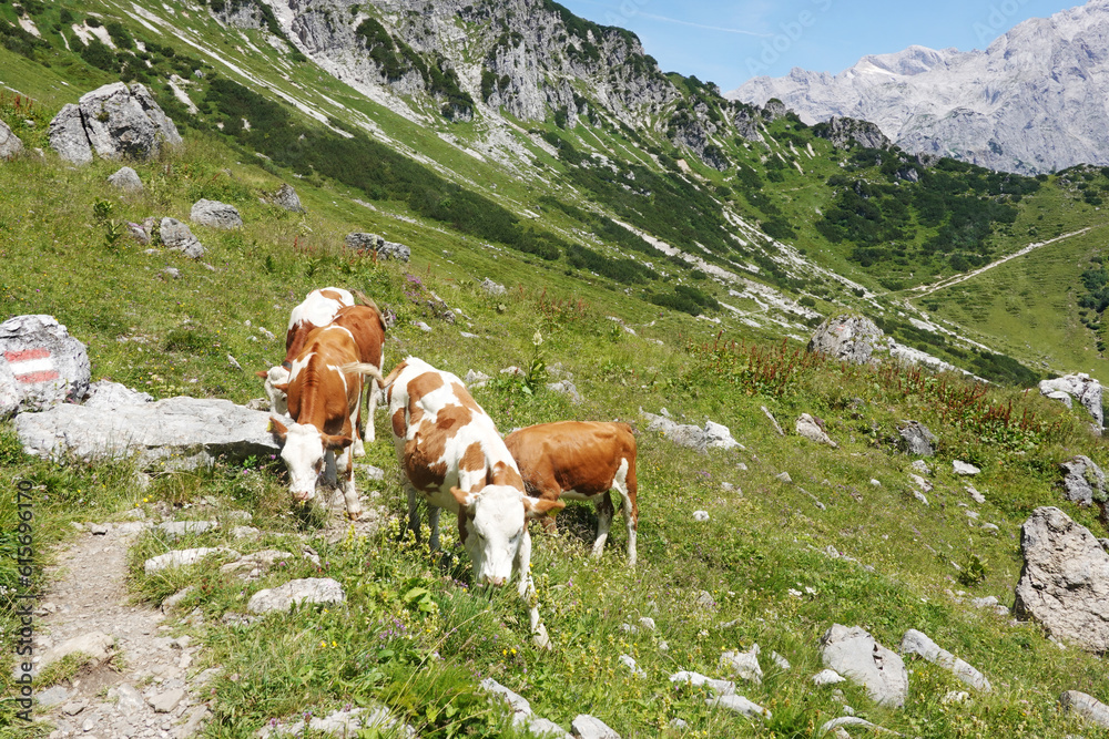 Cows in Armkarwand, Gosausee valley, Austria Cows in Armkarwand, Gosausee valley, Austria