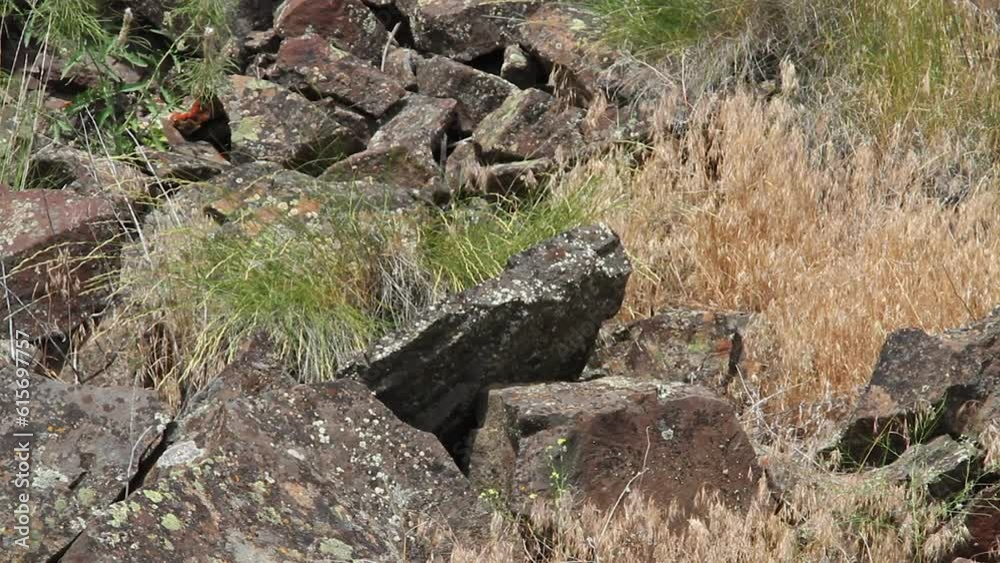 Chubby Marmot hops off big rock and walks to right out of frame Chubby Marmot hops off big rock and walks to right out of frame