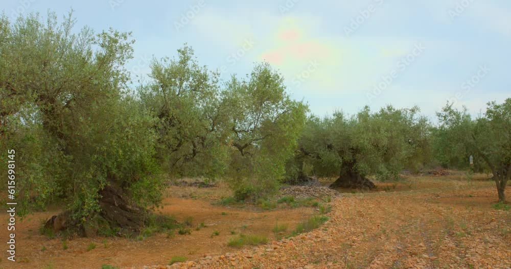 Dense Ancient Olive Trees Growing In Fields At Valencian Countryside In Spain. Wide Shot Dense Ancient Olive Trees Growing In Fields At Valencian Countryside In Spain. Wide Shot