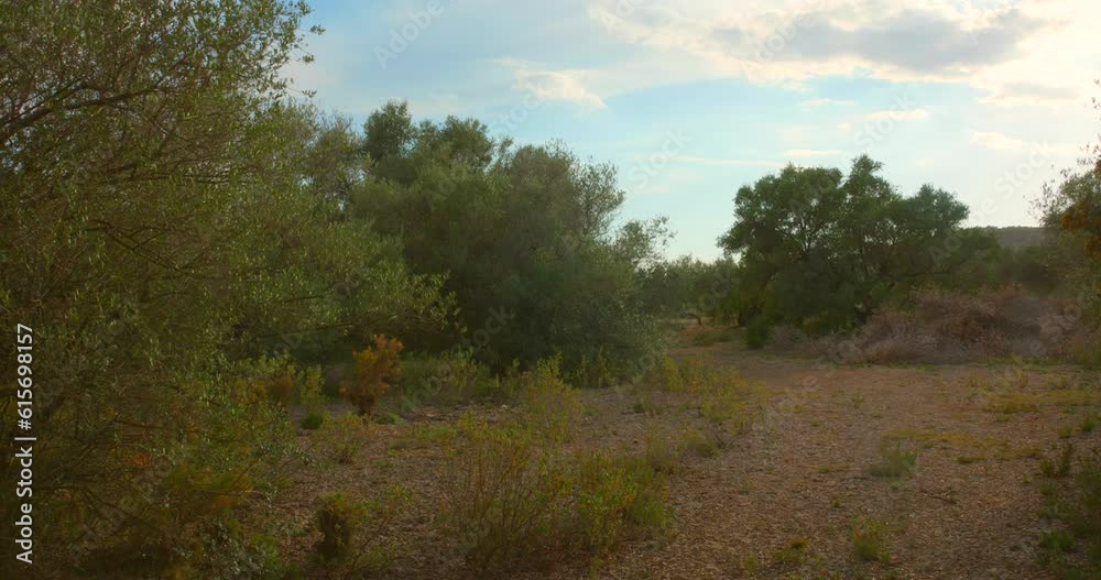 Rural Landscape With Olive Tree Field In Summertime. Static Shot Rural Landscape With Olive Tree Field In Summertime. Static Shot