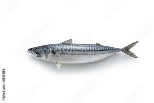 Whole mackerel fish on white background.