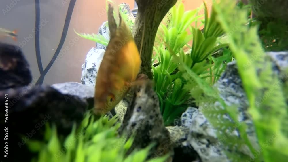 A fish inside of a small home fish tank. Filmed from inside the fish tank.