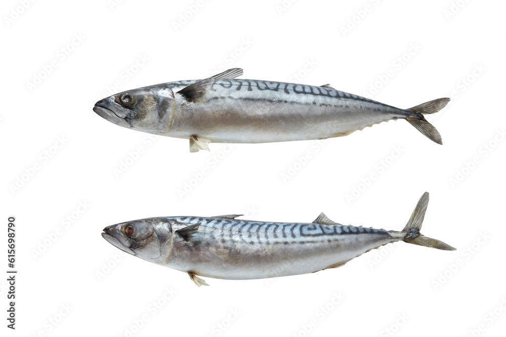 Two mackerel fish on white background. Two mackerel fish on white background.