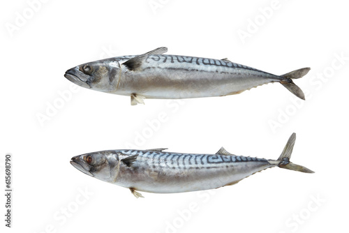 Two mackerel fish on white background.