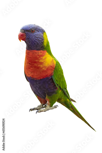 Cutout of an isolated colorful rainbow lorikeet with the transparent png  photo
