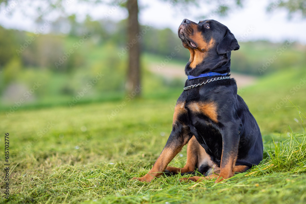 Dog of the Rottweiler breed sits on meadow under trees in the wild against the background of forest and sky Dog of the Rottweiler breed sits on meadow under trees in the wild against the background of forest and sky