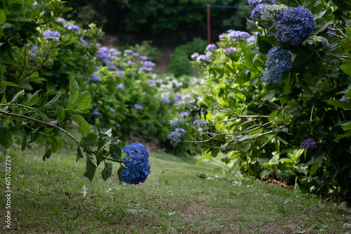 初夏の紫陽花
