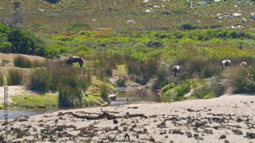 three bontebok antelopes in grass with a little stream at beach at cape point national park