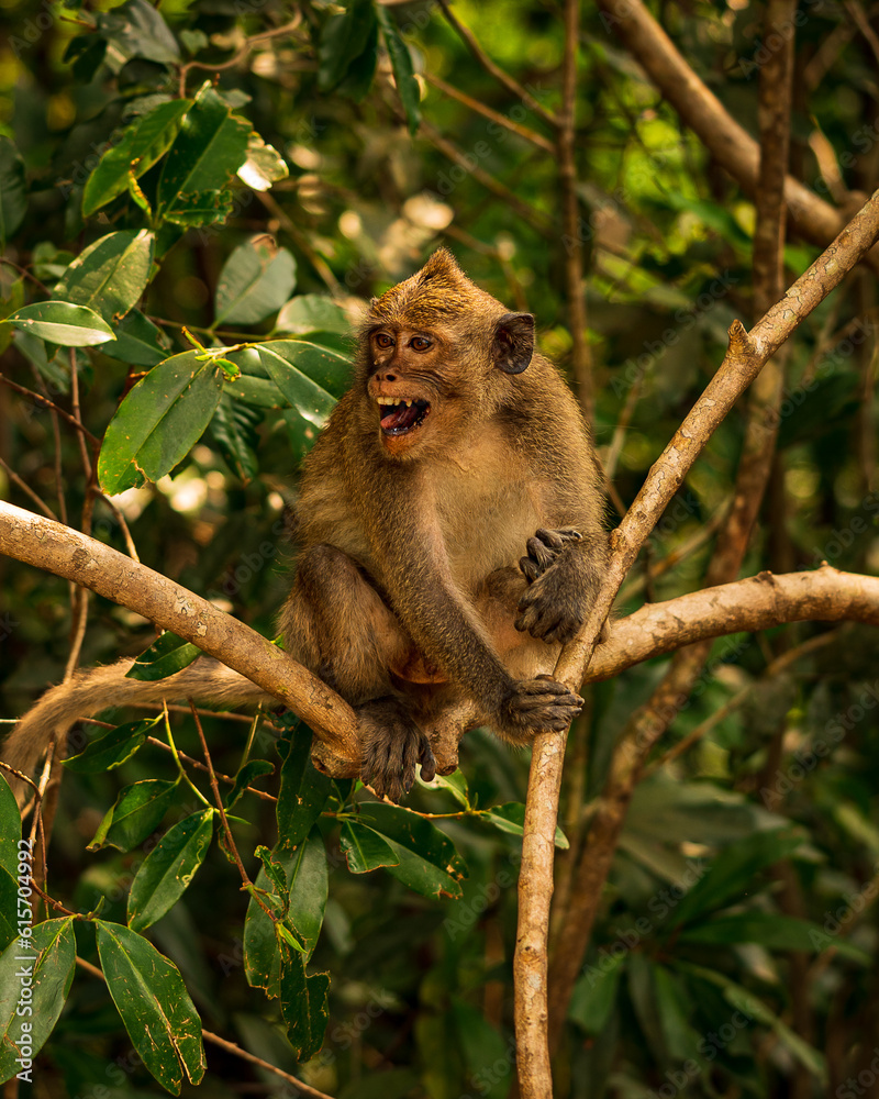 A macaque monkey with an aggressive facial expression. He grins. He's sitting on a branch. A macaque monkey with an aggressive facial expression. He grins. He's sitting on a branch.
