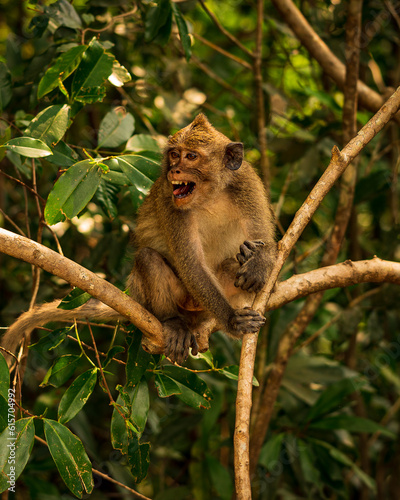 A macaque monkey with an aggressive facial expression. He grins. He's sitting on a branch.