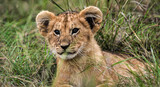 Portrait of a lion cub resting in the grass