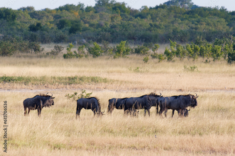 Herd of Blue wildebeest or Gnu (Connochaetes taurinus), also called the common wildebeest on pasture in the Hwange National Park in Zimbabwe