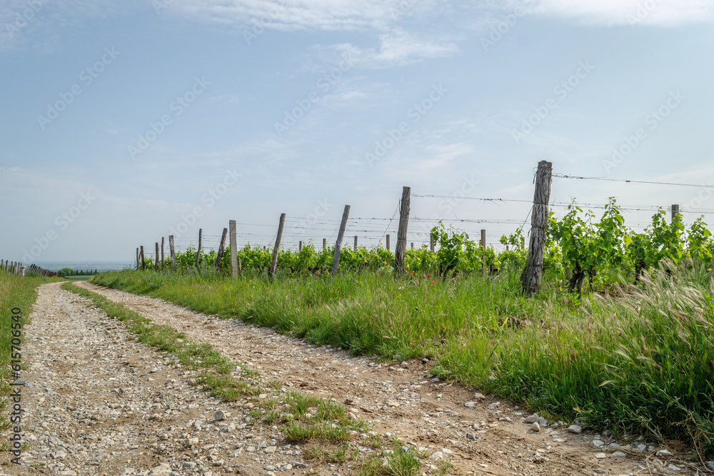 The grape gardens. Cultivation of wine grapes in Serbia.