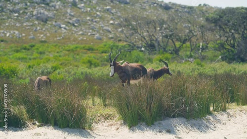 three bontebok antelopes in grass with mountain and trees in background at beach at cape point national park photo