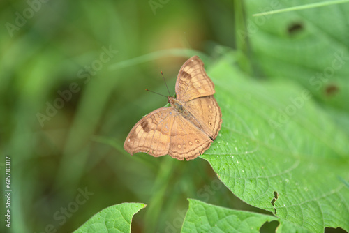 A selective focus shot of a Junonia iphita butterfly perched on a green leaf photo