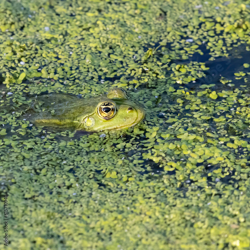 A close-up of a green frog partially submerged in water covered with duckweed. The frog's head and eyes are visible as it blends into the green aquatic environment.