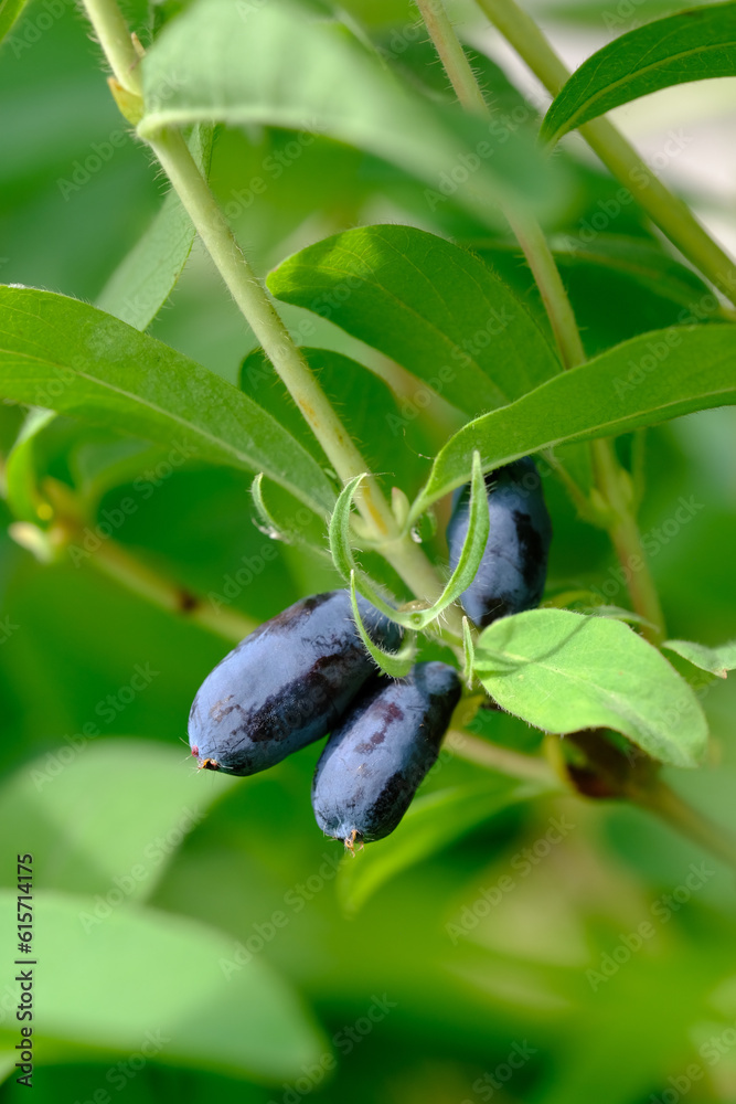 Honeysuckle branch with blue ripe berries. Honeysuckle branch with blue ripe berries.