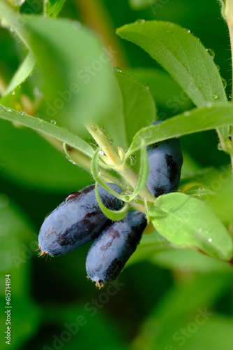 Honeysuckle branch with blue ripe berries.
