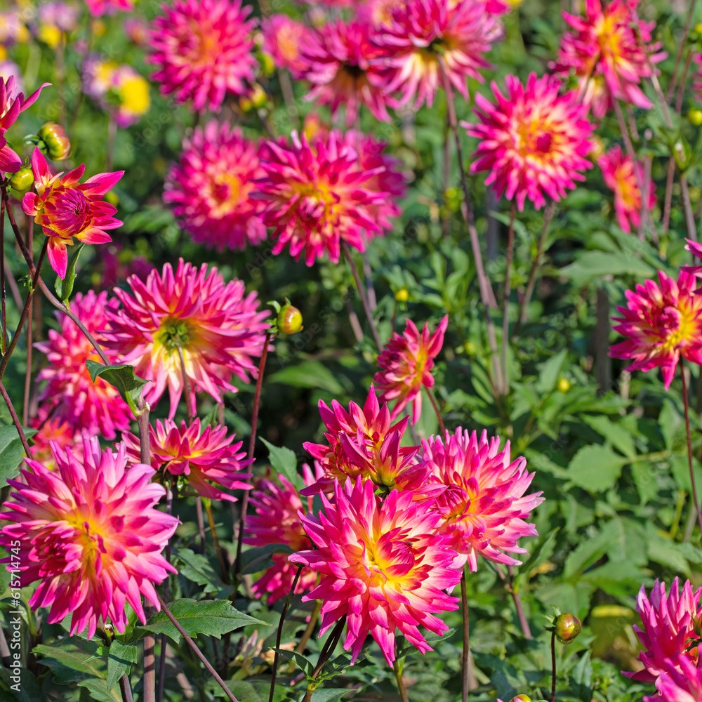 Blühende Dahlien im Garten Blühende Dahlien im Garten