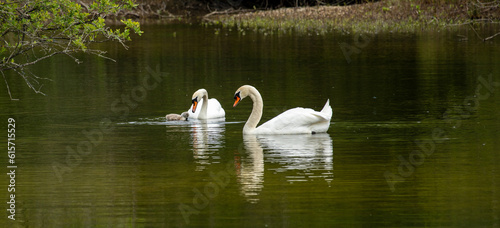 Swan and cygnet