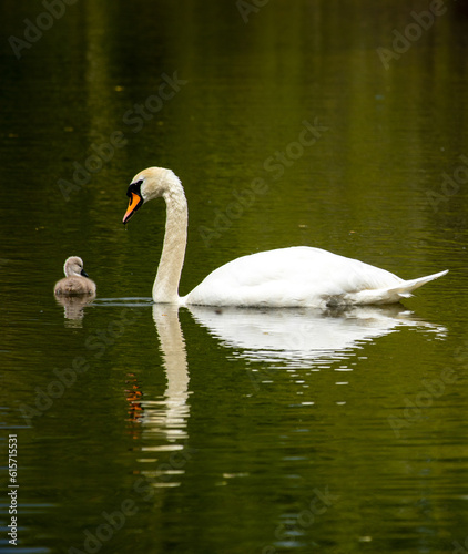 Swan and cygnet