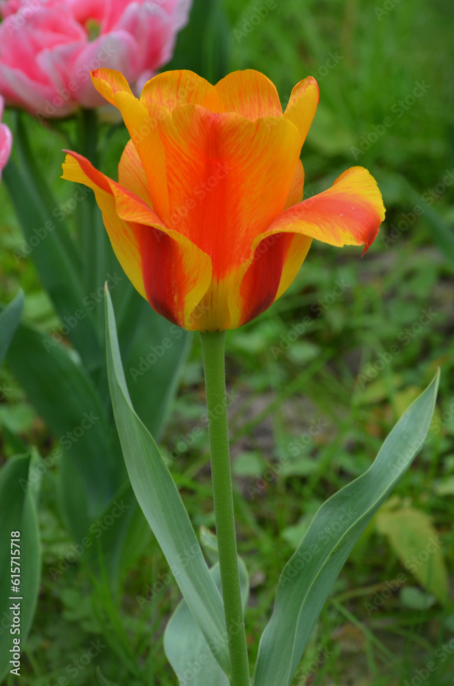 Naklejka premium Red and yellow striped tulip ' El Nino' blooms in the spring garden. Gardening, planting, growing tulips concept .Free copy space