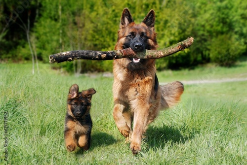 Fototapeta german shepherd dog