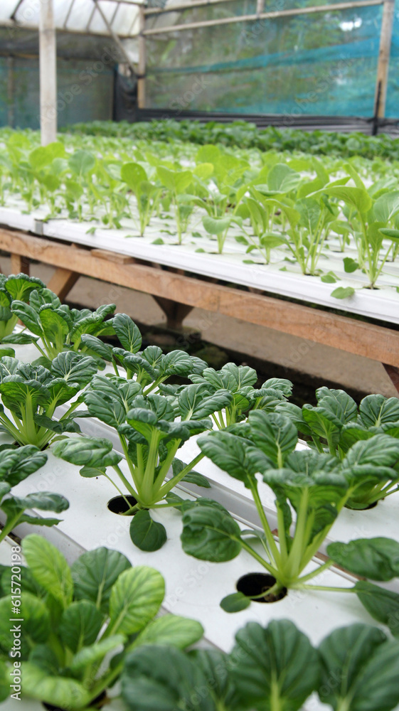 Fresh hydroponic vegetables in greenhouse