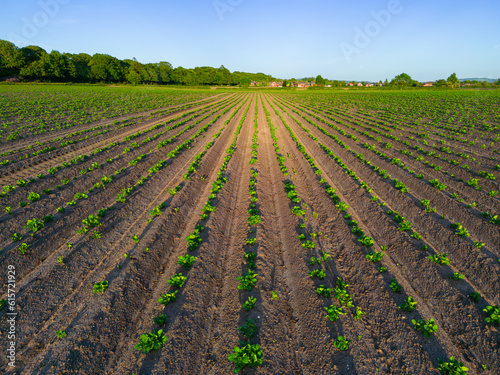 Low level aspect aerial image of a crop of newly planted young new potato plants in the English Countryside