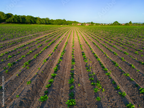 Slika na platnu Low level aspect aerial image of a crop of newly planted young new potato plants