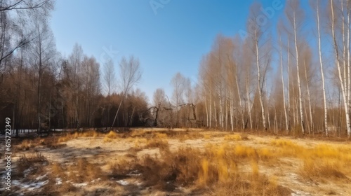 Glade with dry yellow grass in the forest. Birch grove forest. Generative AI. © SaraY Studio 