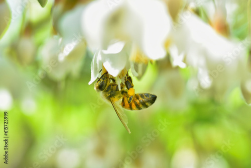 エゴノキの花で吸蜜するミツバチ photo