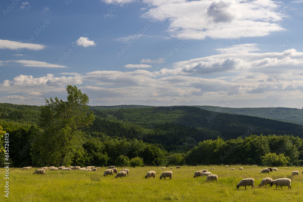 Spring landscape with white sheep in White Carpathians, Czech Republic Spring landscape with white sheep in White Carpathians, Czech Republic