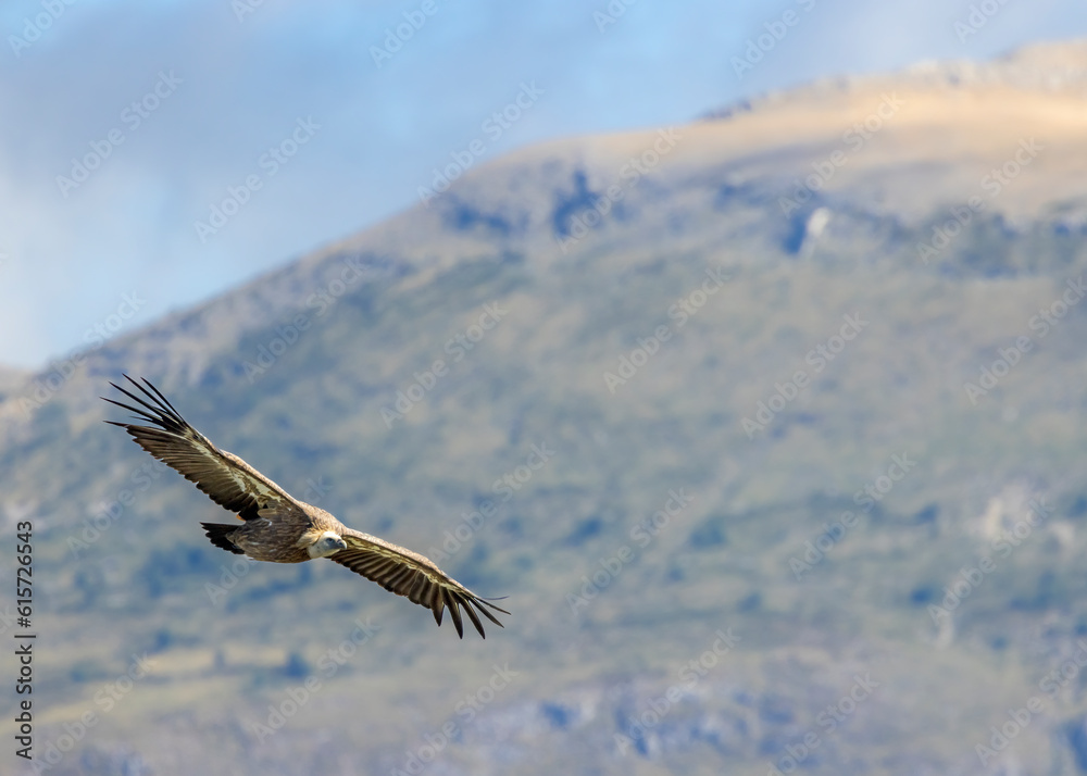 Obraz premium Griffon vulture in Canyon of Verdon River (Verdon Gorge) in Provence, France