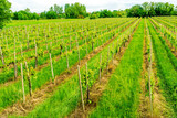 panoramic view of  green vineyard in Veneto, Italy with rows of young vines on vinery farm