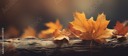 Beautiful autumn leaves on blurred background