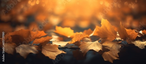 Beautiful autumn leaves on blurred background