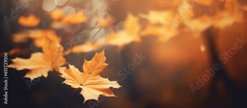 Beautiful autumn leaves on blurred background