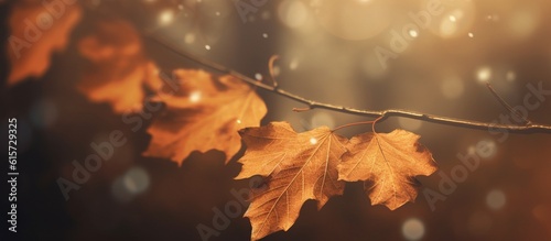 Beautiful autumn leaves on blurred background